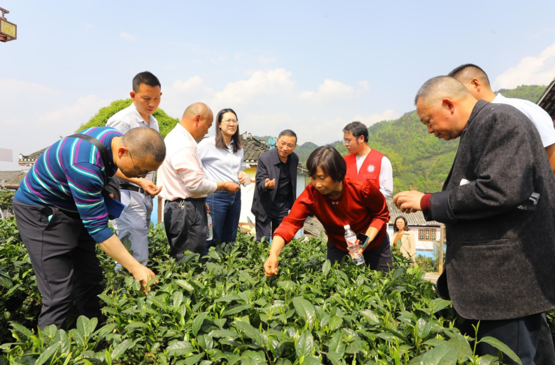 指尖助力ag真人国际官网湄潭茶叶科技小院出彩出圈